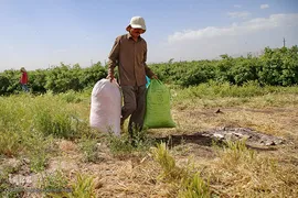 برداشت گل محمدی از مزارع موقوفه آستان مقدس حضرت معصومه(س)