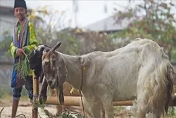 Indonesia Mengeluarkan Pedoman untuk Manasik Idul Qurban