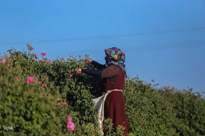 جشنواره گل محمدی در میمند فارس