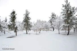 تبریز سپید پوش
