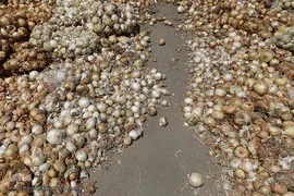 مرگ تدریجی پیازهای رها شده هرمز در روستای چراغ آباد بخش هشتبندی از توابع شهرستان«میناب» استان هرمزگان