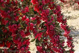 جشنواره ملی زرشک در خراسان جنوبی