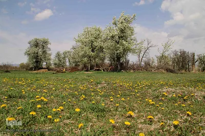 طبیعت بهاری شهرستان اهر در یک نگاه