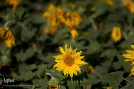 مزرعه گل آفتابگردان در منطقه «قاقازان» تاکستان