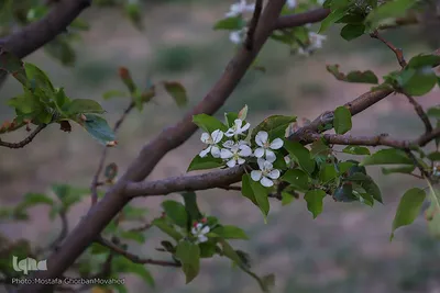 وقوع پديده گل انگيزي يا شكوفه زنی درختان ميوه در پاييز اهر