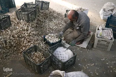 صادرات سیر؛ محصول پرخاصیت و معروف همدان