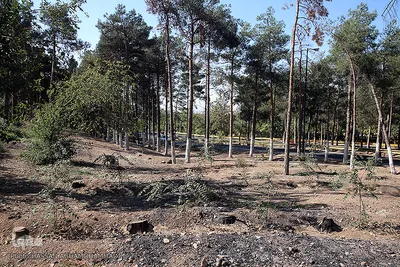 پارک جنگلی چیتگر