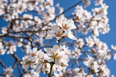 شکوفه‌های بهاری