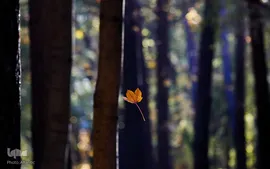 فصل رنگ‌ها در جهان