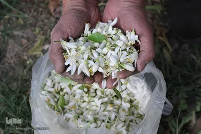 شیراز آکنده از عطر بهاری نارنج 
