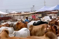 पाकिस्तान का अनुरोध ऑनलाइन क़ुर्बानी के तरीका का उपयोग करें