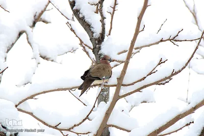 اولین برف زمستانی در روستای رزگ خراسان جنوبی