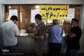 بازار عرضه دام سبک «آزادگان» شهرداری تهران در عید سعید قربان