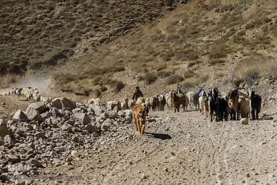 عمده ی کار مردان عشایر دام داری است 