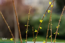 حال و هوای بهاری در شهر تهران
