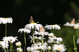 پروانه‌ها، میهمانان زیبای ناخوانده 