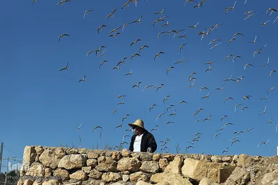 شیرازی ها میزبان مرغان دریایی‎‎