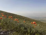 طبیعت زیبای قوشاداغ در اهر