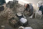 صادرات سیر؛ محصول پرخاصیت و معروف همدان