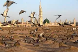 خونی که وهابی ها مباح می‌شمارند