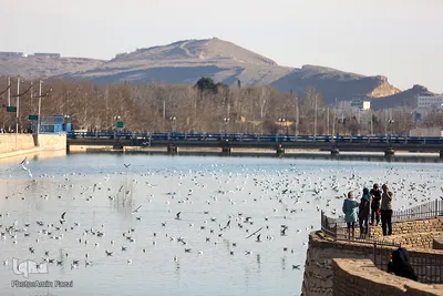 پرندگان مهاجر میزبان رودخانه خشک - شیراز