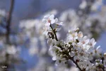 رویش شکوفه‌های زمستانی در شیراز