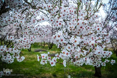 رستاخیز طبیعت در شهرستان سامان ‎
