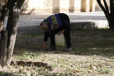 بهار نارنج شیراز
