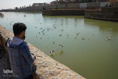 کاکایی های دریای سیبری در شیراز‎‎