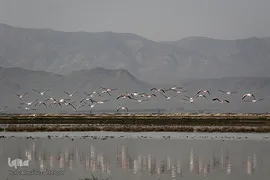 تالاب بین‌المللی کمجان فارس
