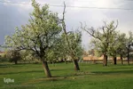 شکوفه های پیرترین درختان اهر