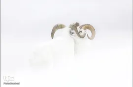 تصاویر برگزیده حیات وحش در سال ۲۰۱۹