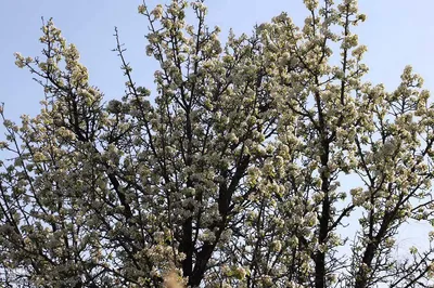 شکوفه زدن کهن ترین درختان آمرود در اهر