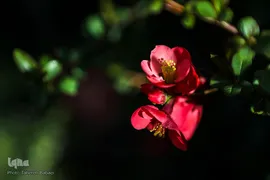 شکوفه های بهاری