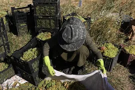 برداشت انگور از باغات روستای جرندق تاکستان