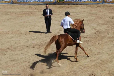 چهارمین جشنواره ملی شوسواره ارسباران جام شهدای اقتدار در اهر