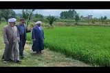 فیلم | نشا برنج در اراضی شالیزاری وقفی مازندران