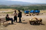 بازار گرمی گوشت قربانی در عید قربان – شهرستان اهر