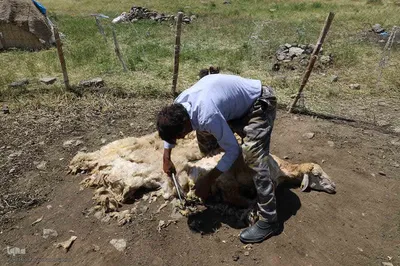 جلوه ای زیبا از زندگی عشایری و روستایی منطقه ارسباران و شهرستان اهر