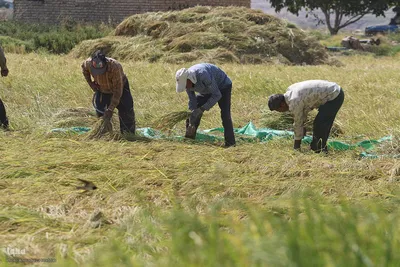 برداشت شلتوک از مزارع برنج در فارس‎
