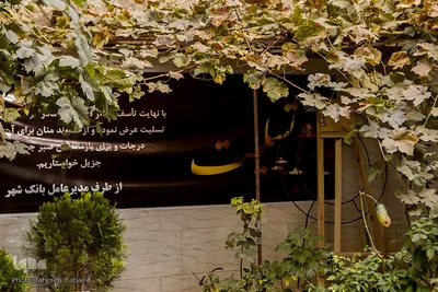 اما کرونا بخشی مهار شده از قاب زندگی که باز رنگ طبیعت می‌گیرد.