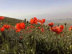 طبیعت زیبای قوشاداغ در اهر