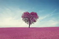L’arrivée du printemps et la lecture du Coran par le récitant pakistanais
