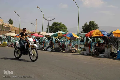 برداشت شیر بلال(ذرت) محصول بومی شهر اهر