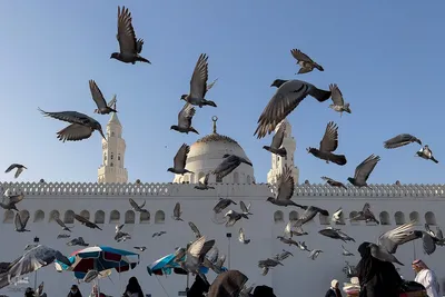 زیارت دوره زائران در مدینه منوره