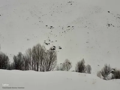 طبیعت برفی مناطق شهری و روستایی اهر