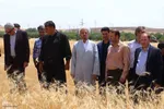 آیین شکرگزاری برداشت گندم در مراغه