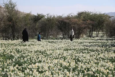 برگزاری هشتمین جشنواره گل نرگس کازرون فارس