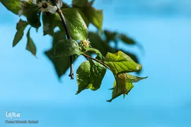 شکوفه های بهاری