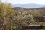 شکوفه زدن کهن ترین درختان آمرود در اهر